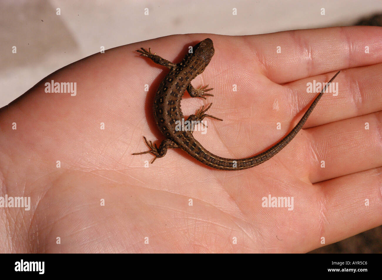 Piccola Lizard Lacerta agilis agilis appoggiata su una palma umana. Vista ravvicinata di una giovane lucertola di sabbia tenuta in mano. Foto Stock