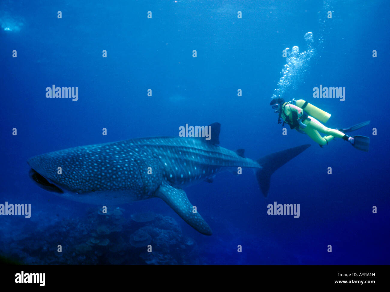 Scuba Diver la visualizzazione di un squalo balena (Rhincodon typus), Australia Foto Stock