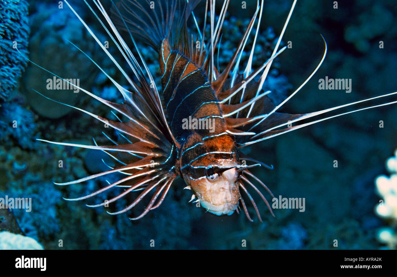 - Radiali o Clearfin leone (pterois radiata), Mar Rosso Foto Stock