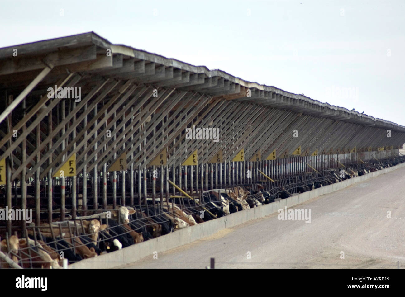 Intensivo di produzione di bovini nel midwestern Stato del Nebraska STATI UNITI D'AMERICA Foto Stock