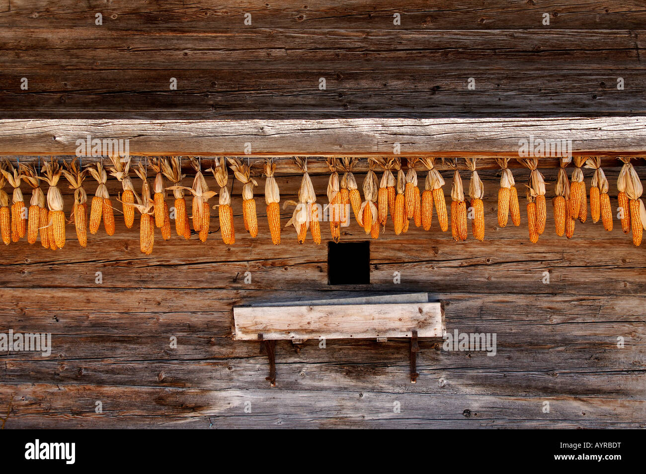 Tutoli di mais essiccato appesi lungo una parete in legno, Scheffau, Tirolo, Austria, Europa Foto Stock