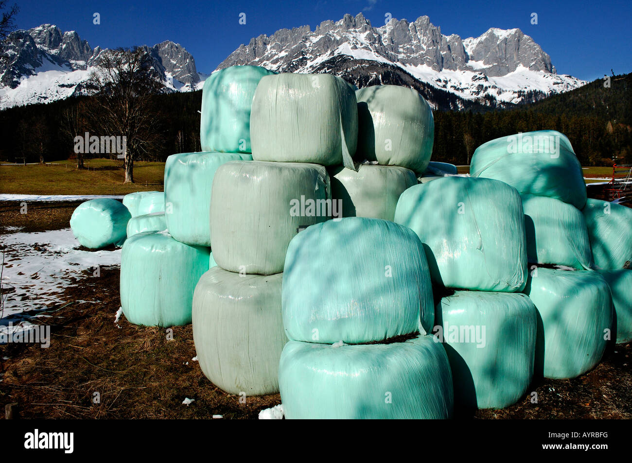 Balle di insilato avvolte, alimentazione invernale per le vacche, andando, Tirolo, Austria, Europa Foto Stock