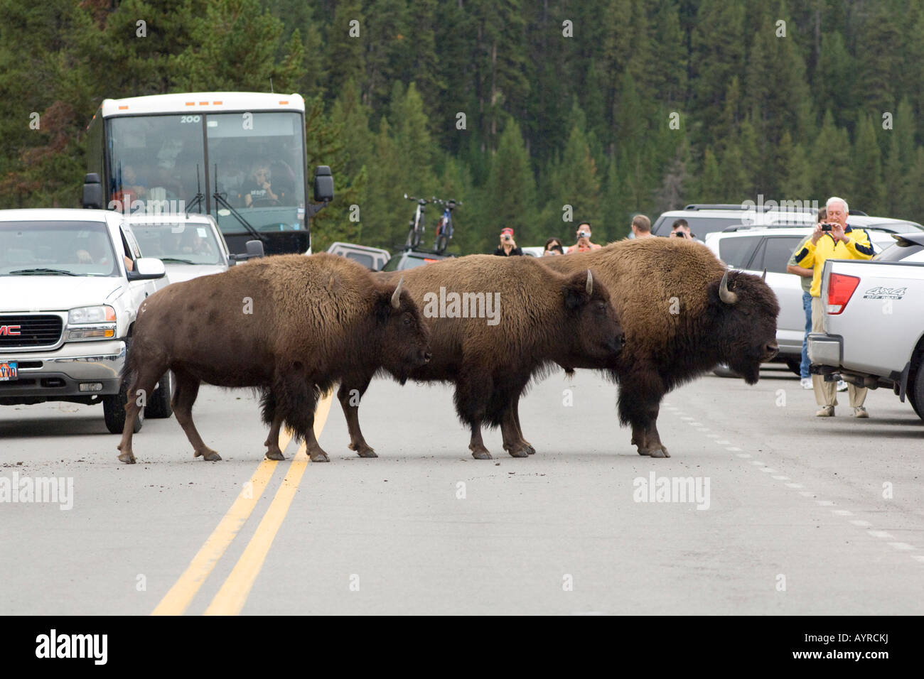 American Buffaloes (Bison bison) in piedi nel mezzo di una autostrada circondata da turisti e automobili, il Parco Nazionale di Yellowstone Foto Stock