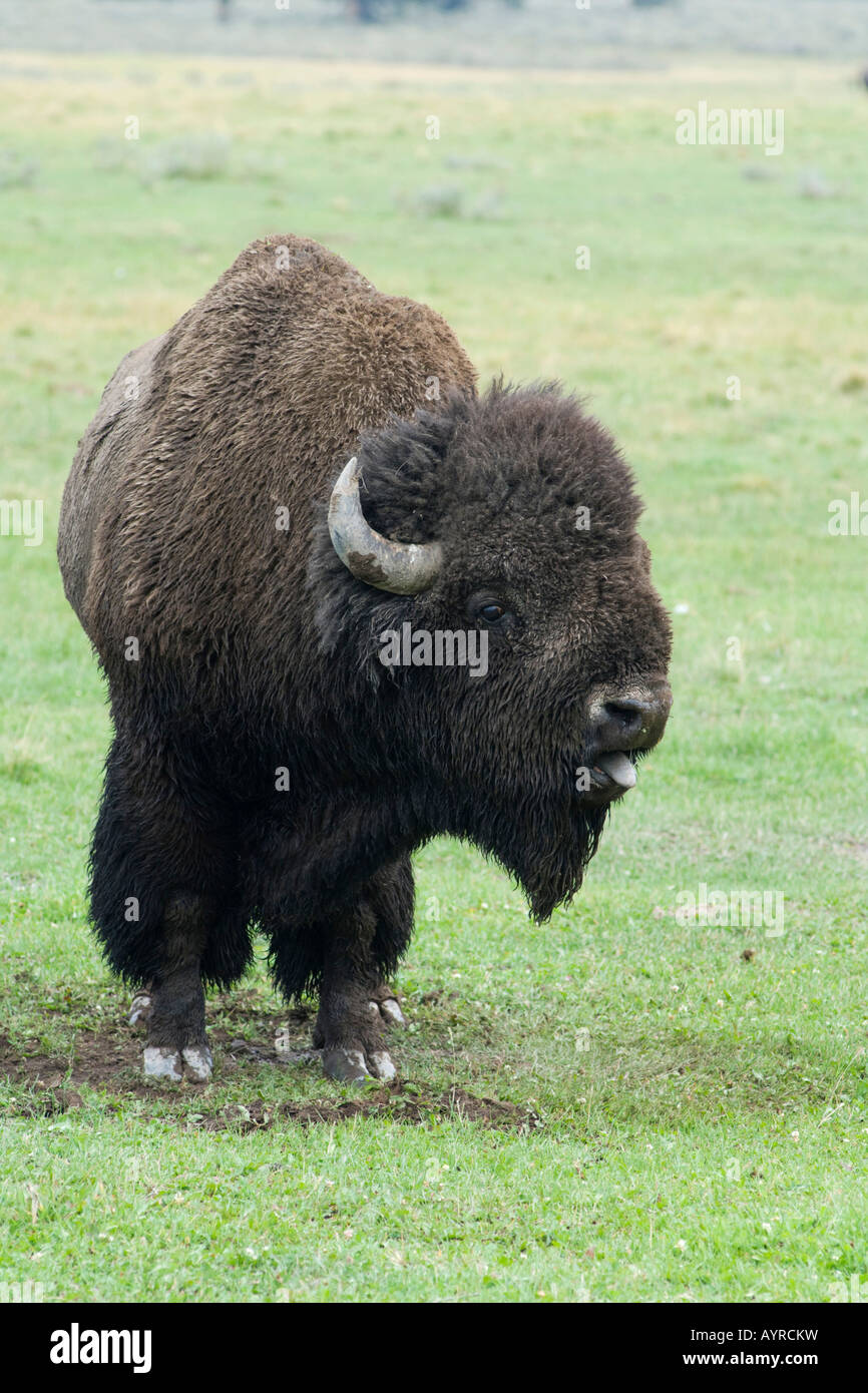 Bufalo americano (Bison bison), Bull urlando per impressionare un altro bull, il Parco Nazionale di Yellowstone, Wyoming USA Foto Stock