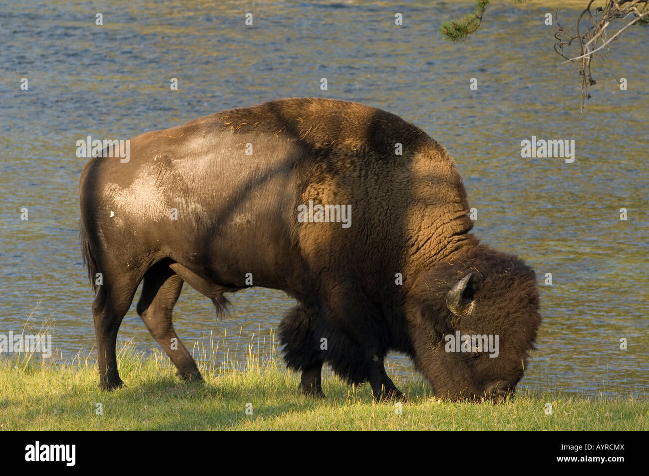 Bufalo americano (Bison bison) pascolano accanto a un fiume, Parco Nazionale di Yellowstone, Wyoming USA Foto Stock