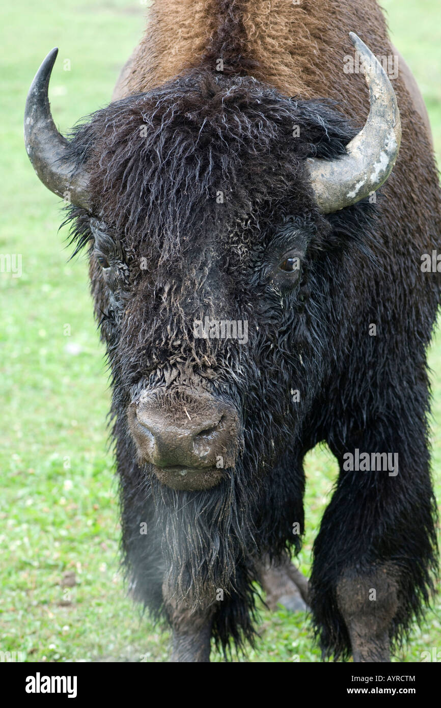 Bufalo americano (Bison bison), il ritratto di un toro in calore, il Parco Nazionale di Yellowstone, Wyoming USA Foto Stock