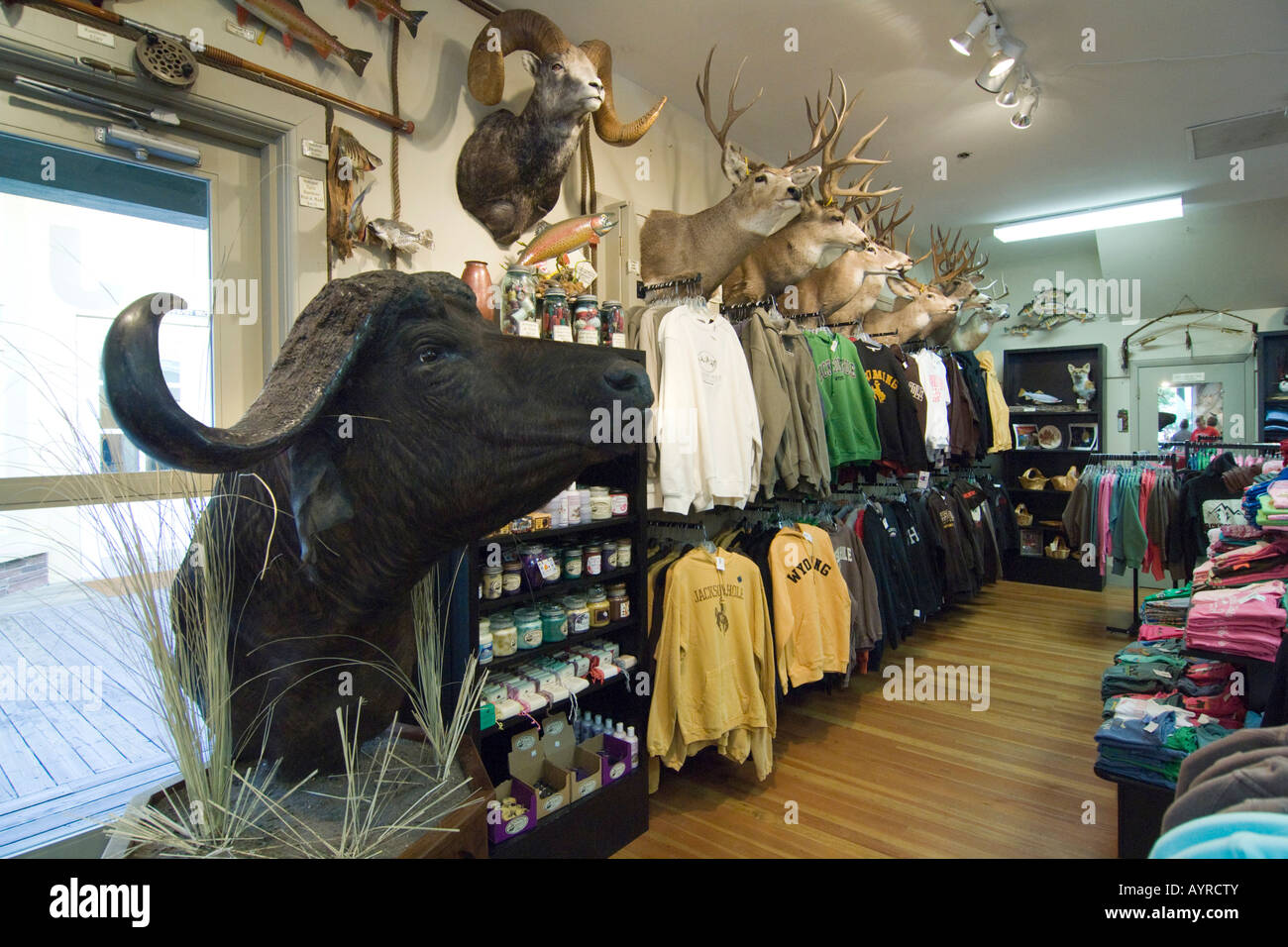 Farcite buffalo in un negozio insieme con altri kitsch di Jackson, Wyoming USA Foto Stock