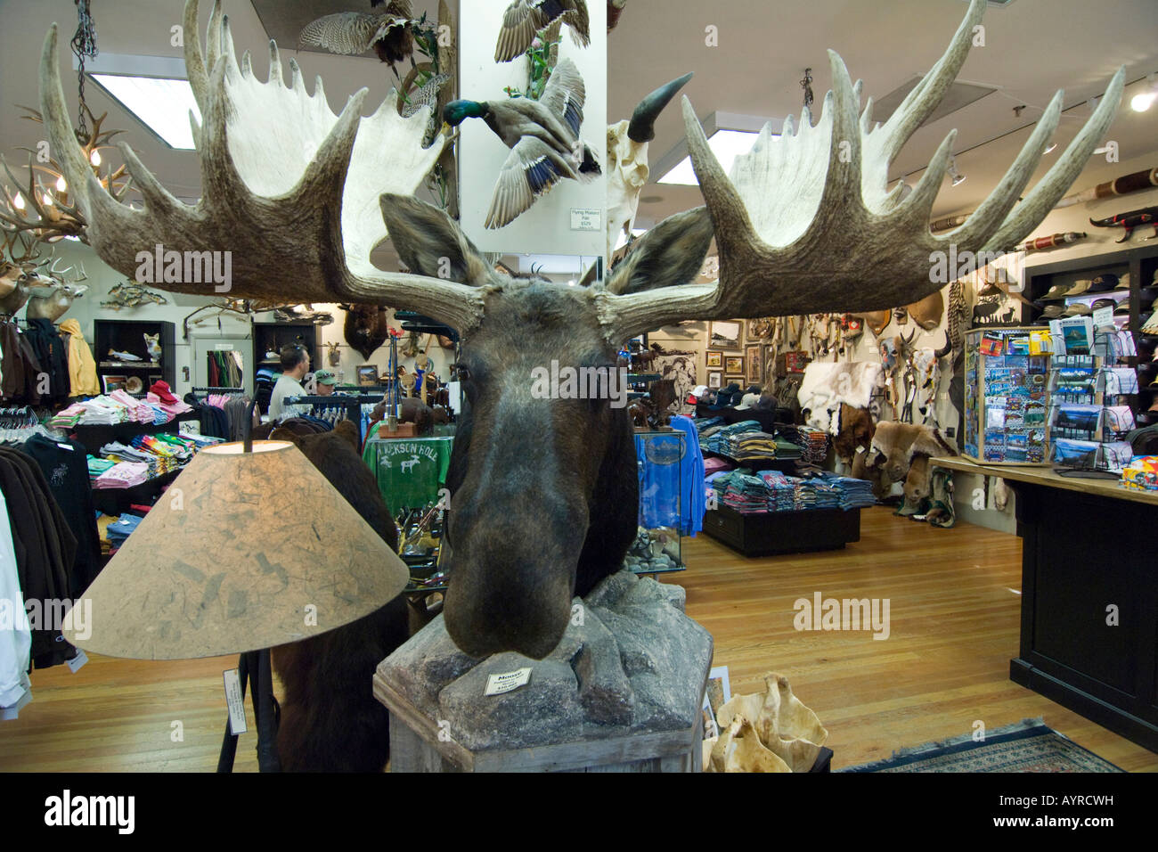 Farcite elk in un negozio insieme con altri kitsch di Jackson, Wyoming USA Foto Stock