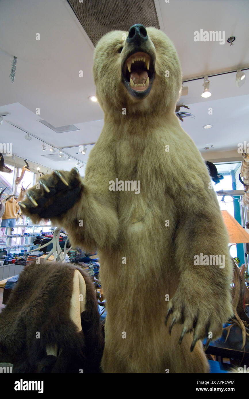 Grizzly farcite in un negozio insieme con altri kitsch di Jackson, Wyoming USA Foto Stock