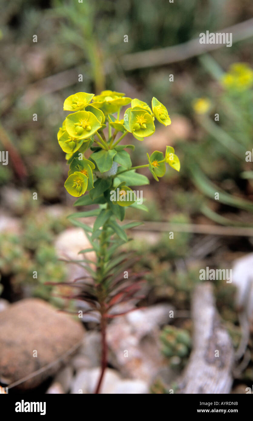 Close up di euforbia selvatici Euphorbia fiori Foto Stock