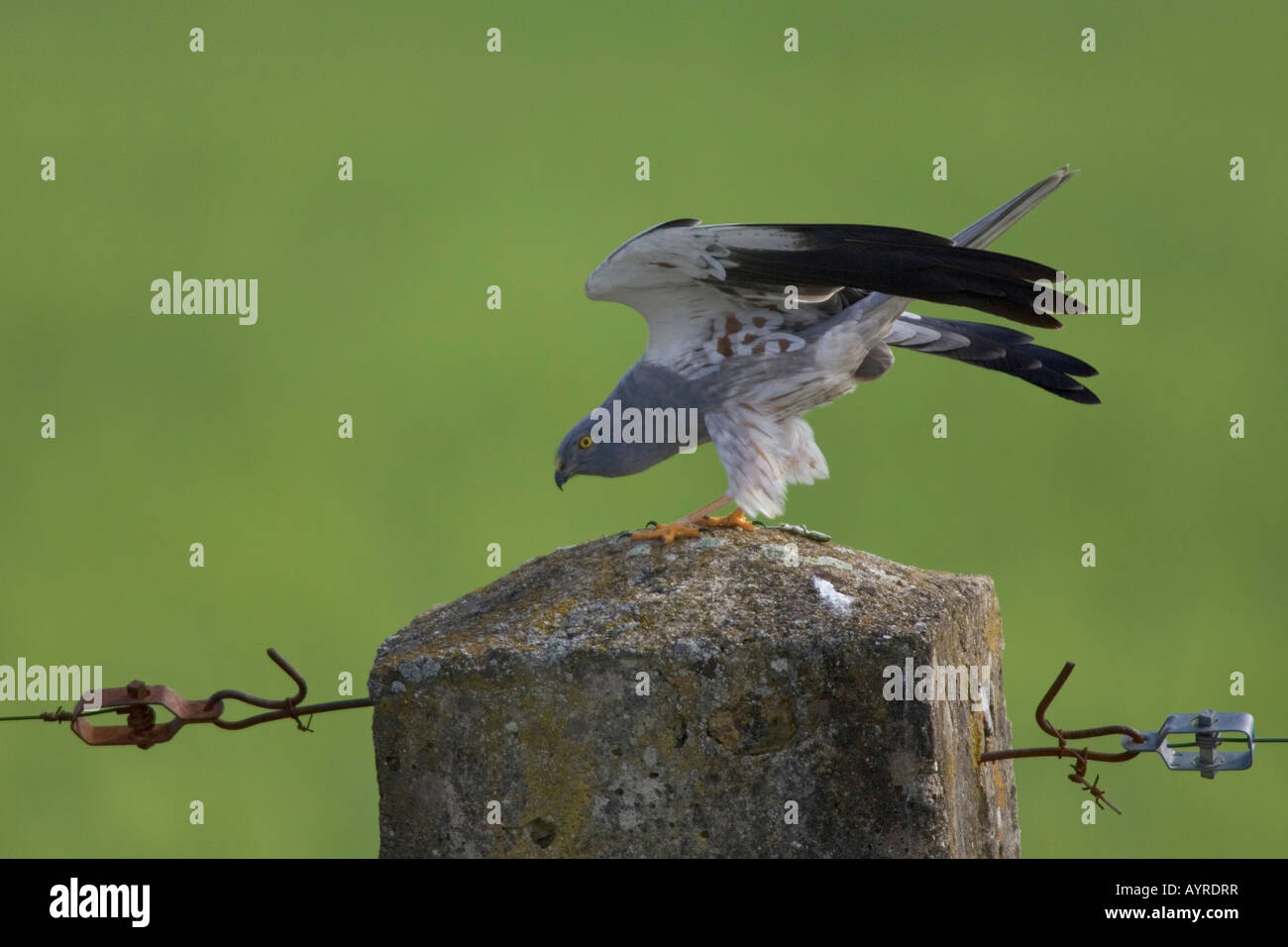 Montagu's Harrier (Circus pygargus), di corteggiamento, Estremadura, Spagna, Europa Foto Stock