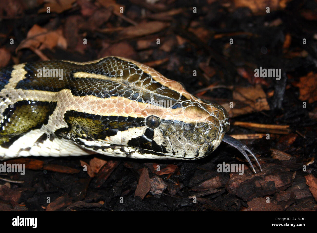 Birmano (Python Python molurus bivittatus) Foto Stock