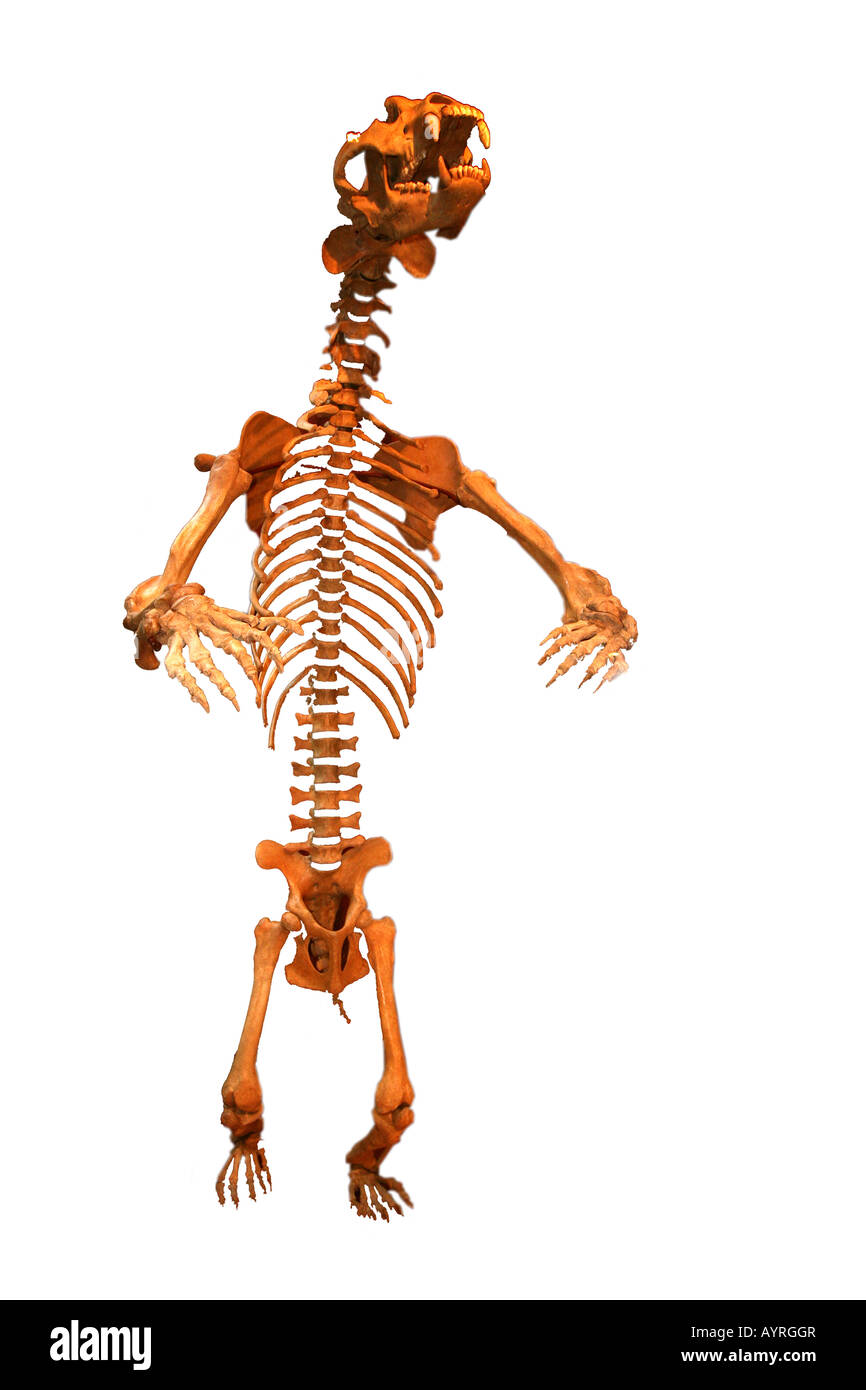 Fossile di orso delle caverne, Ursus spelaeus Foto Stock