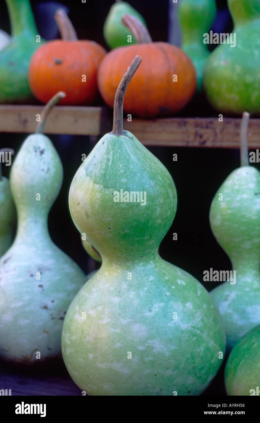 Green zucche e zucche arancione sul display in vendita presso un centro giardino negozio. Foto Stock