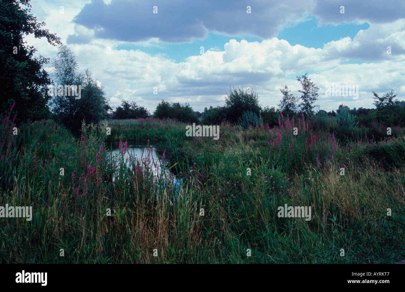 La sezione Wildside del London Wetlands Centre, Barnes, London SW13 Foto Stock