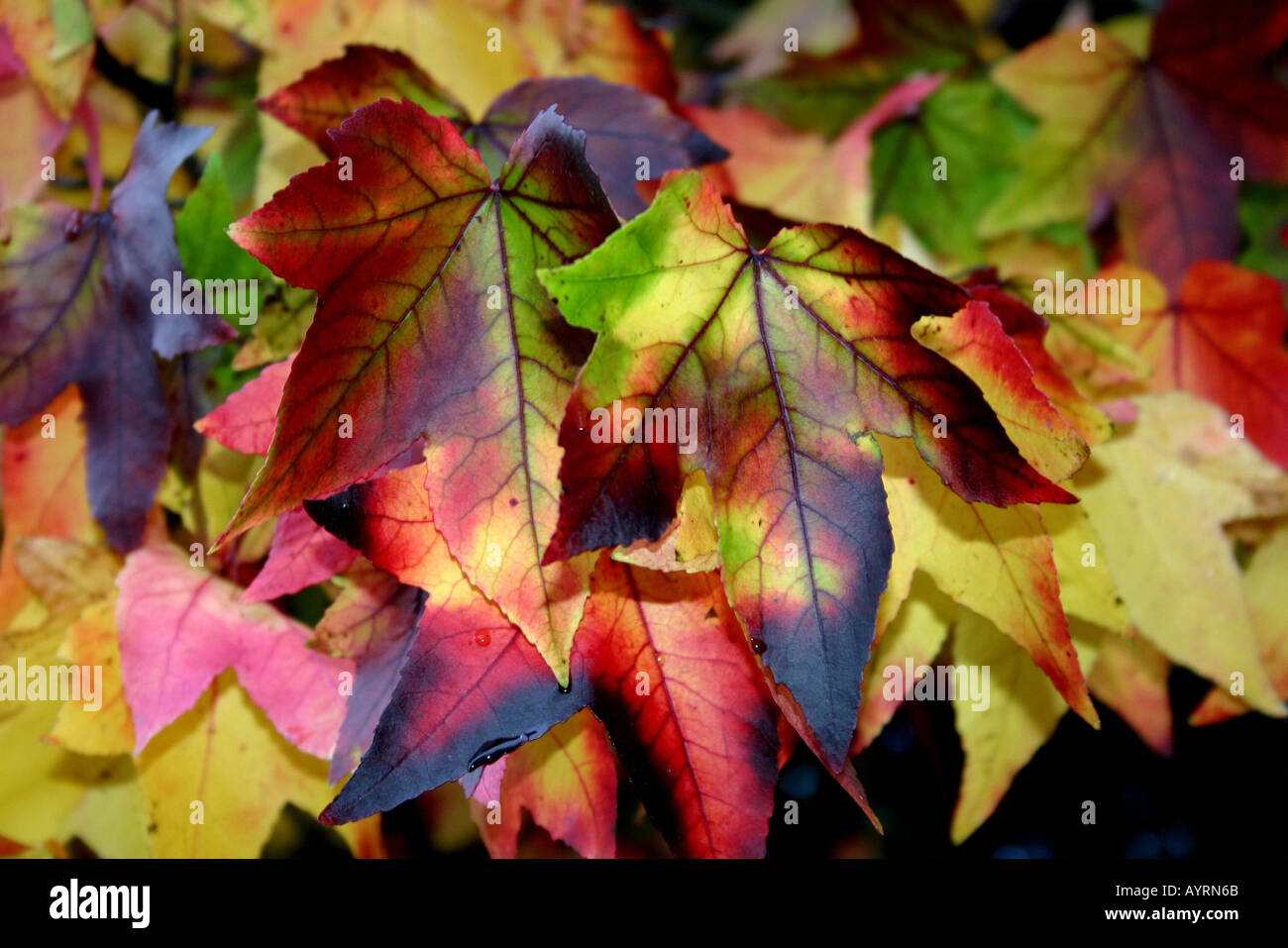 Autunnale di foglie di acero Foto Stock