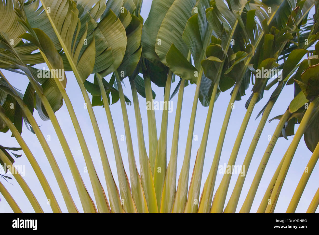 A ventaglio Palm tree (Arecaceae), close-up Foto Stock