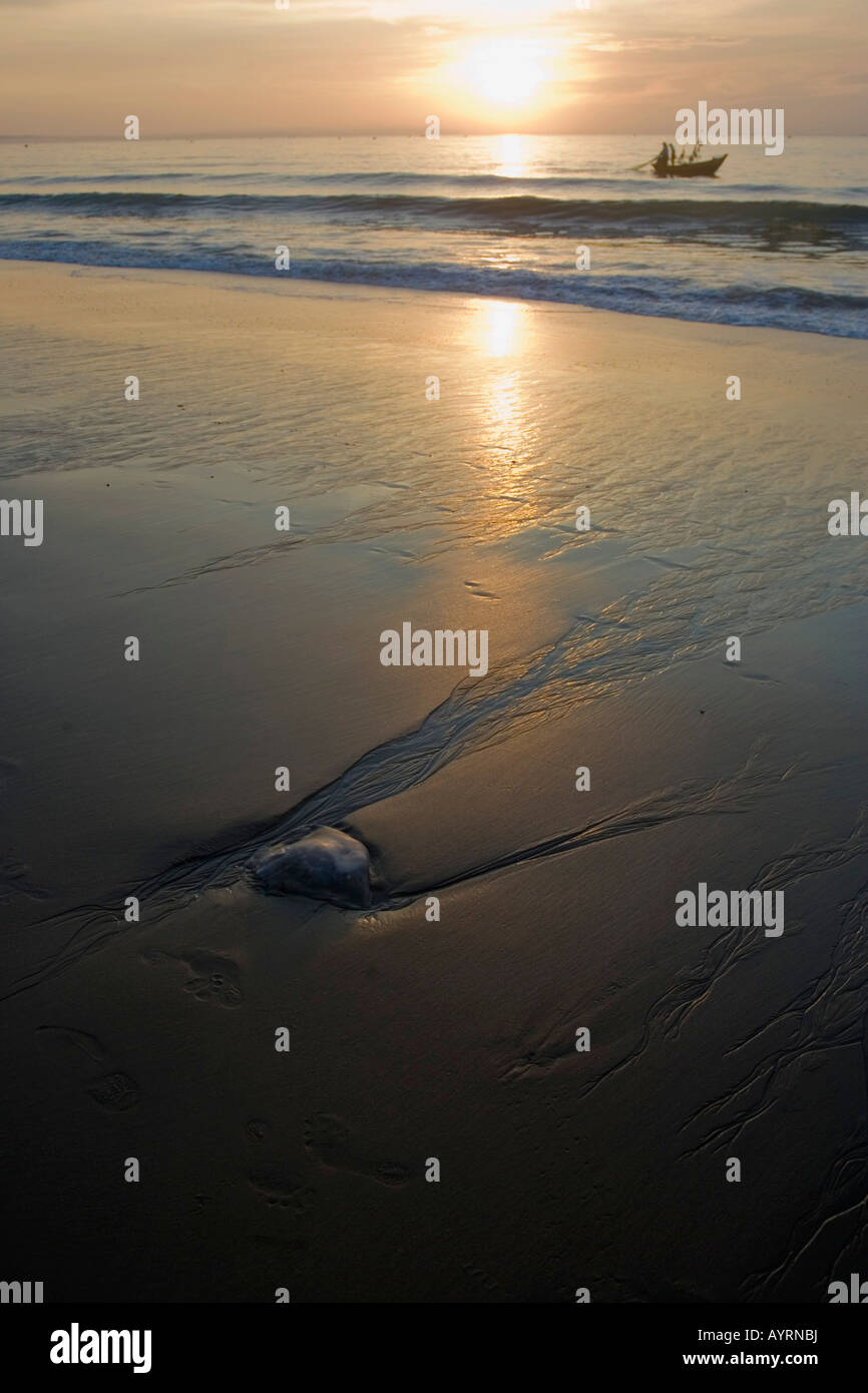 Medusa (Scyphozoa) sulla spiaggia, Mui Ne, Vietnam, Asia sud-orientale, Asia Foto Stock
