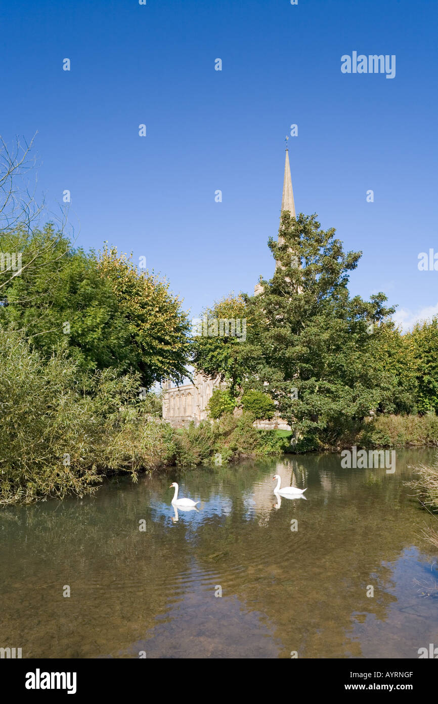 Cigni sul Fiume Windrush nuoto passato la chiesa parrocchiale di San Giovanni Battista in Cotswold città di Burford, Oxfordshire Foto Stock