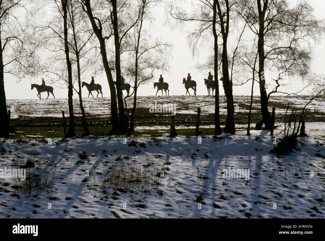 Una linea di cavalli di corsa da McMahon maneggio, Lichfield, Staffordshire, esercitando su di un inverno congelate del giorno Foto Stock