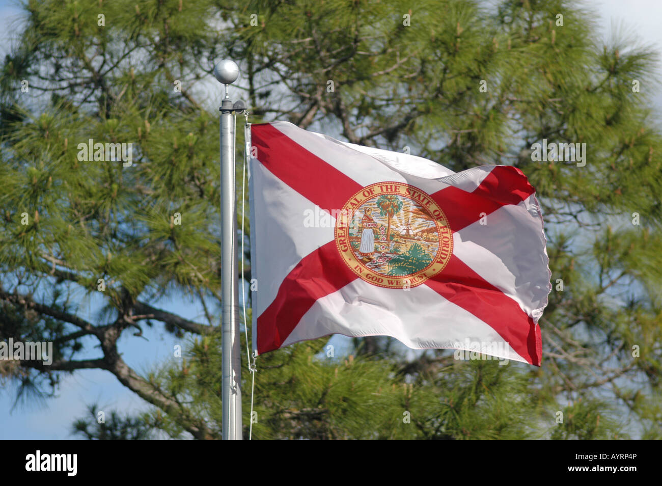 Florida State Flag Bradenton Florida USA pino in background Foto Stock
