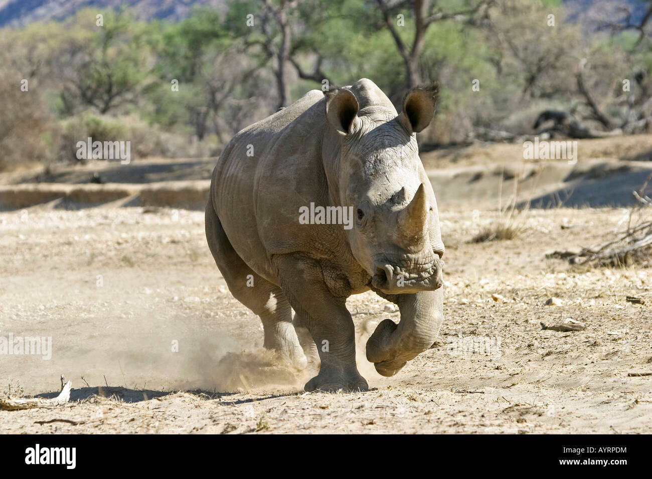 Rinoceronte bianco o piazza a labbro (Rhino Ceratotherium simum) attaccare, Okapuka Ranch, Namibia, Africa Foto Stock