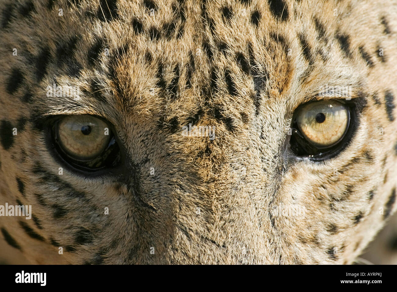 Leopard (Panthera pardus), gli occhi e il viso, Namibia, Africa Foto Stock