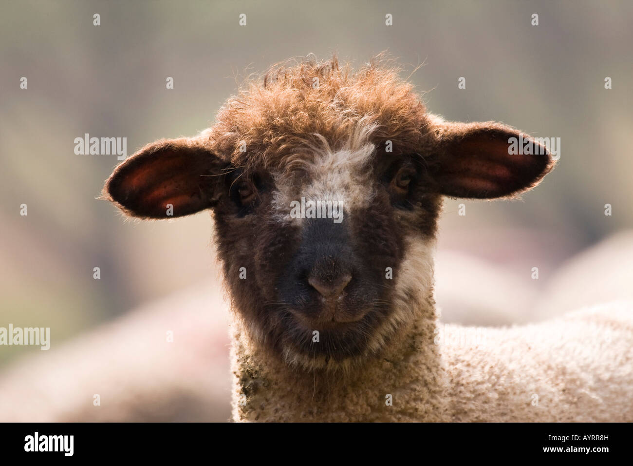 Incrocio tra un Blackhead persiano di pecora (Ovis aries steatopyga persica) e Pecore Merino (Ovis aries hispanica) Foto Stock