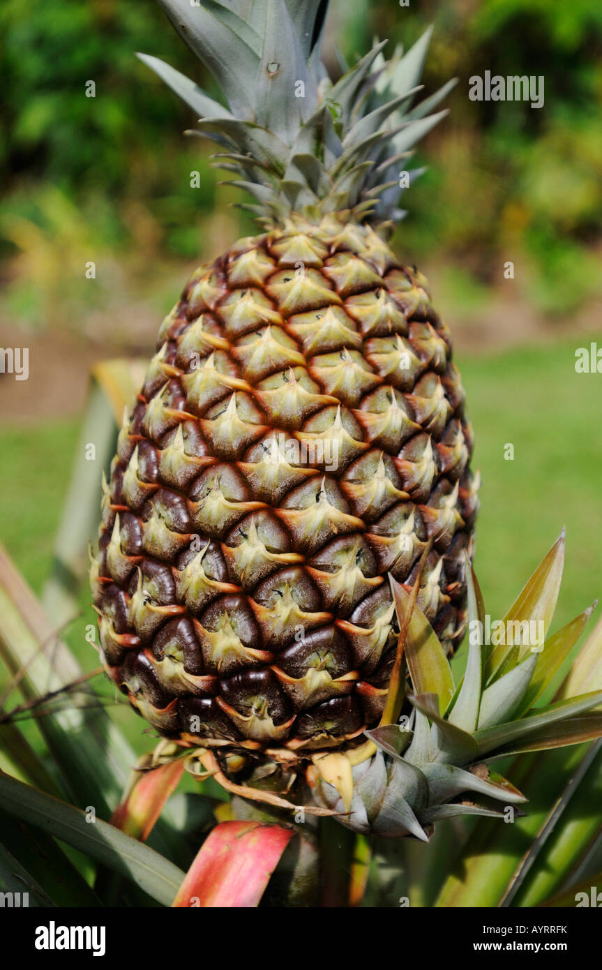 Impianto di ananas (Ananas comosus) in La Fortuna, Costa Rica, America Centrale Foto Stock