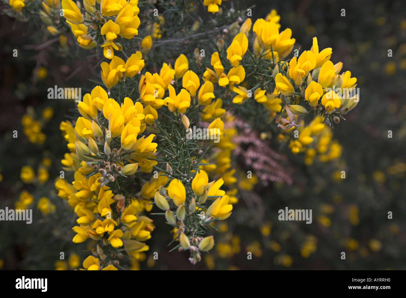 Fiori di colore giallo delle ginestre comune bussola Foto Stock