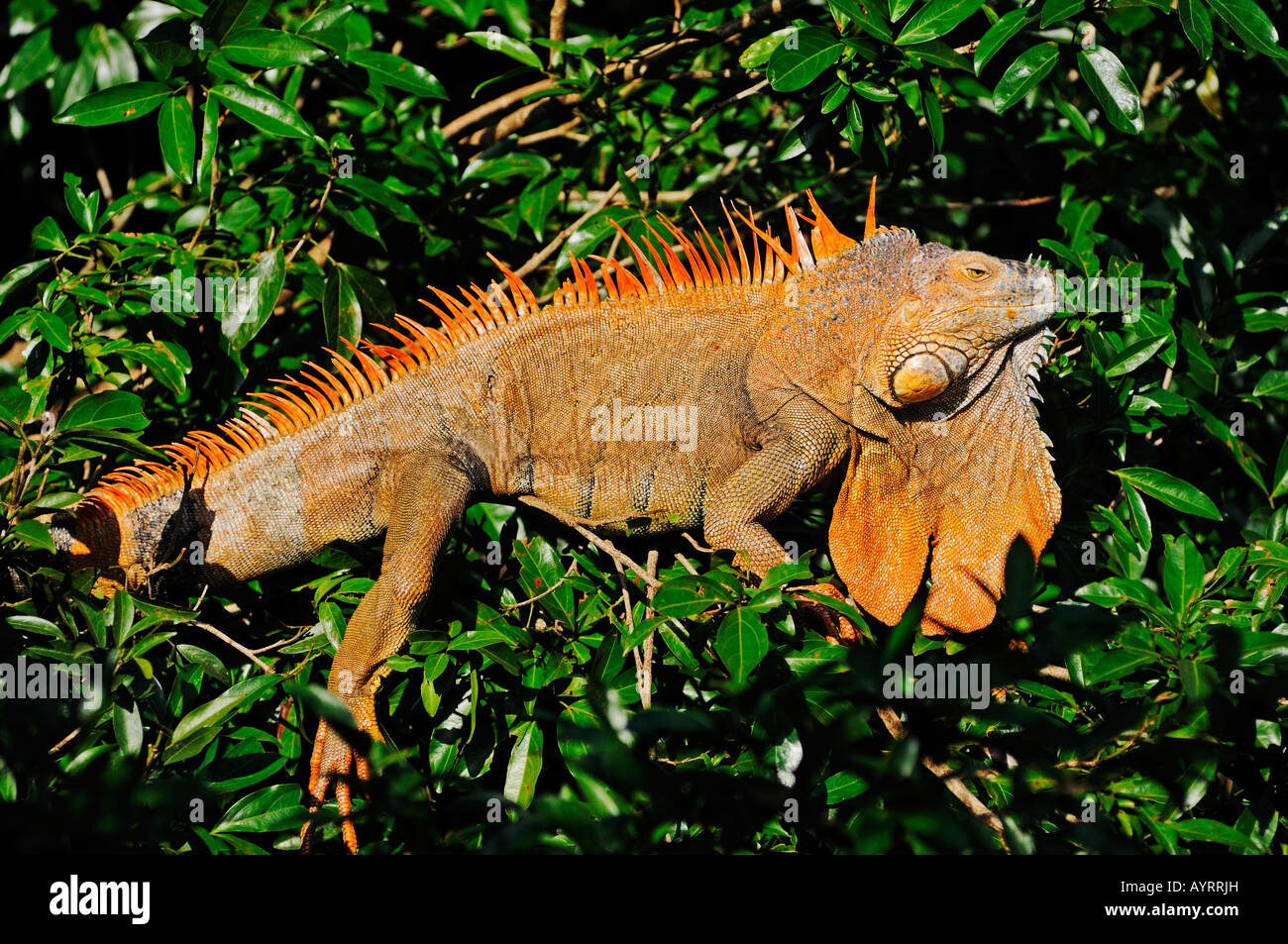 Verde (Iguana Iguana iguana) Foto Stock