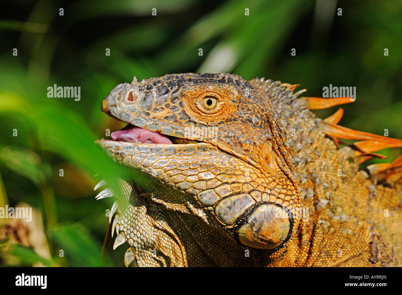 Verde (Iguana Iguana iguana) Foto Stock