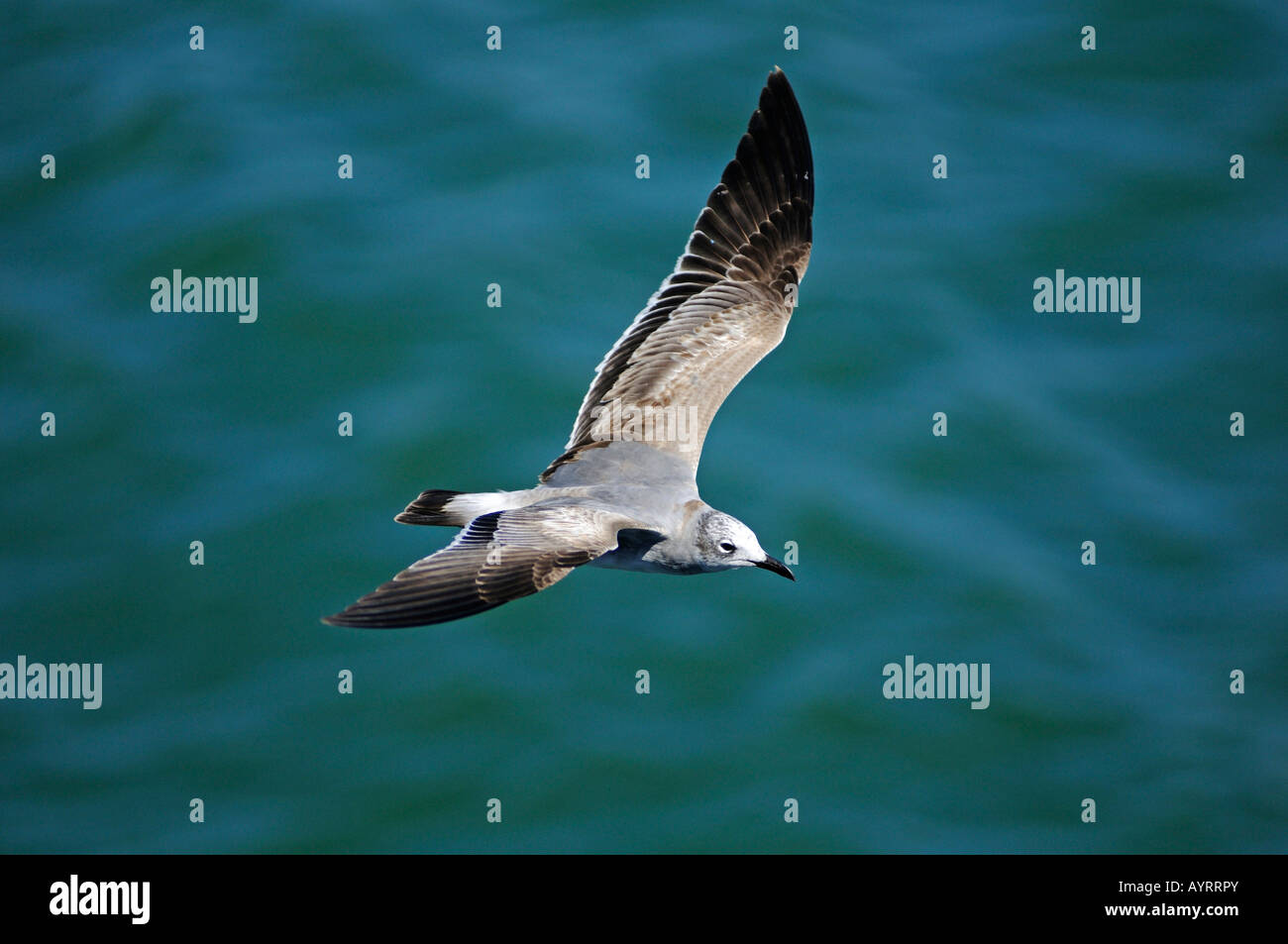 Flying seagull, Costa Rica, America Centrale Foto Stock