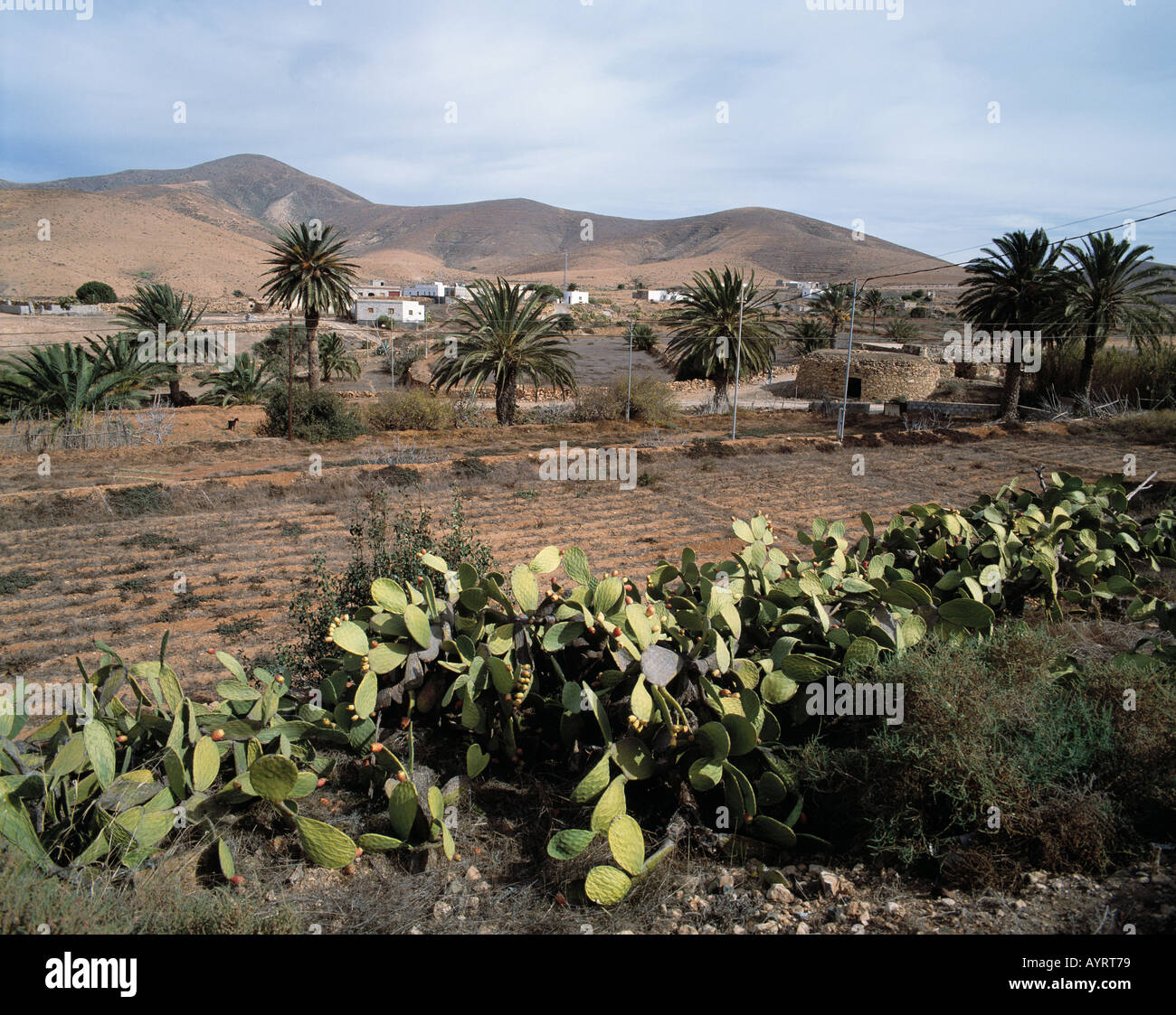 Huegelige Landschaft, Berglandschaft kahle, oasenaehnliches Tal, Kakteen, Offenburg, Fuerteventura, Kanarische isole Foto Stock