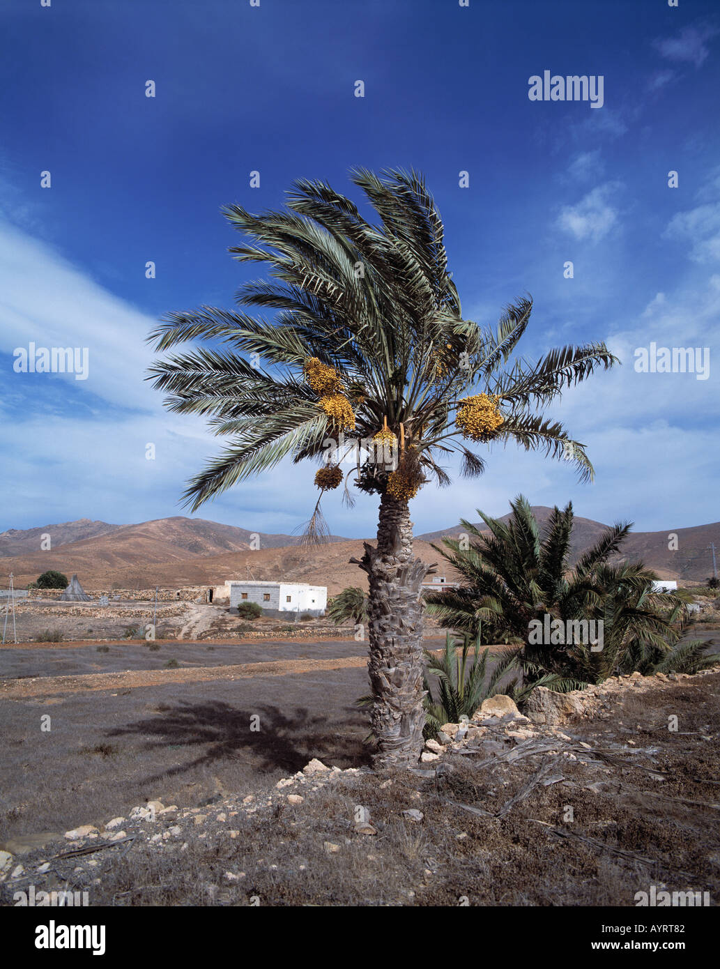 Huegelige Landschaft, Berglandschaft kahle, oasenaehnliches Tal, karge Landschaft, Dattelpalme, Fuerteventura, Kanarische isole Foto Stock