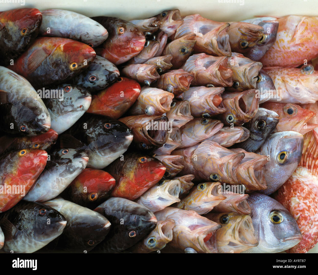 Pesce fresco, Spagna Foto Stock