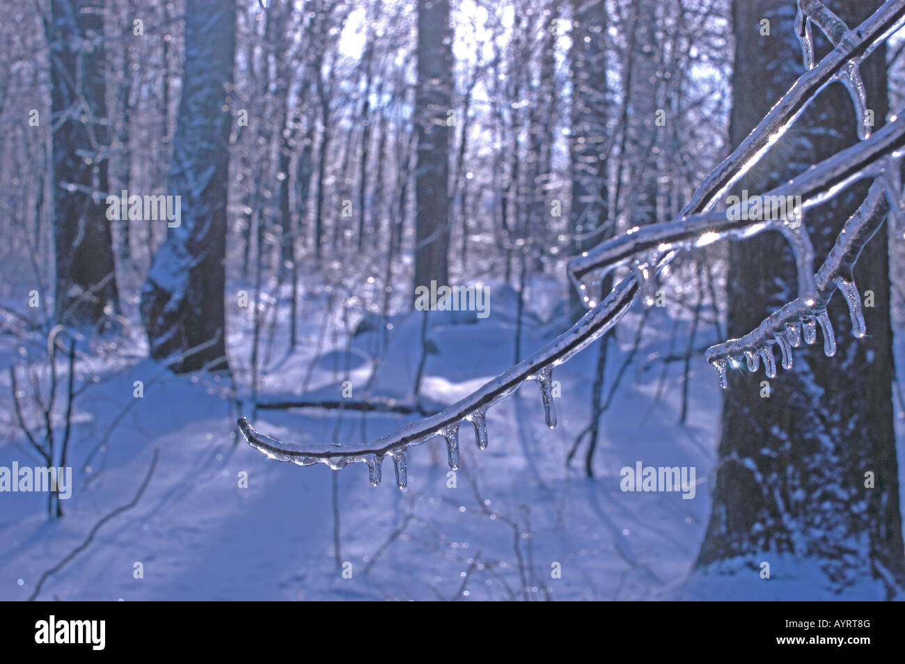 Forme di ghiaccio su piccoli rami dopo la tempesta di ghiaccio meteo congelare OHIO USA Foto Stock