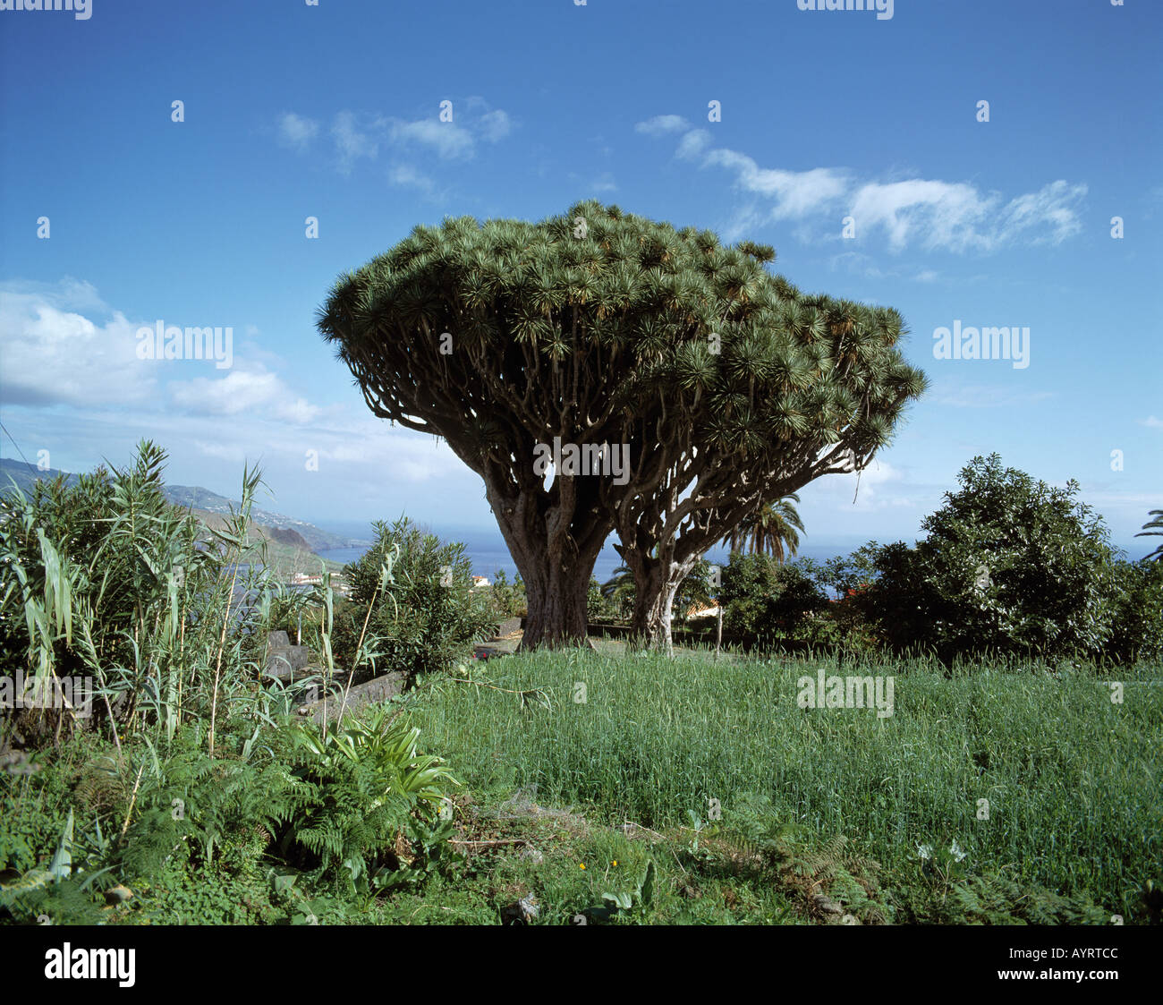 Dragos Gemelos, Zwillingsdrachenbaeume, Drachenbaum, Brena Alta, La Palma, Kanarische isole Foto Stock