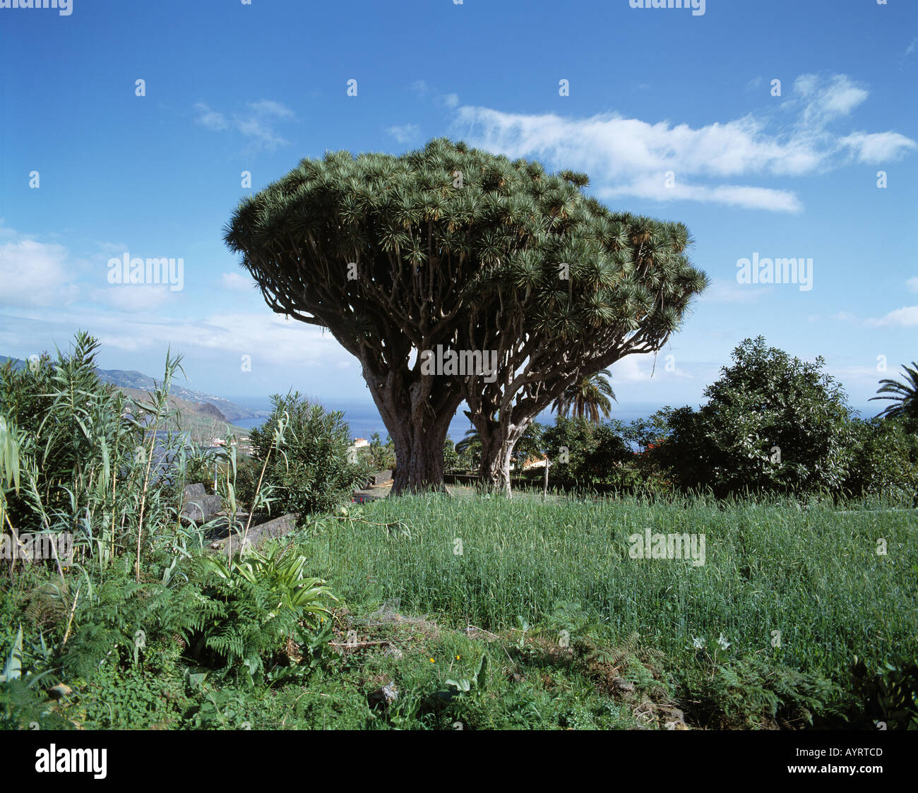 Dragos Gemelos, Zwillingsdrachenbaeume, Drachenbaum, Brena Alta, La Palma, Kanarische isole Foto Stock
