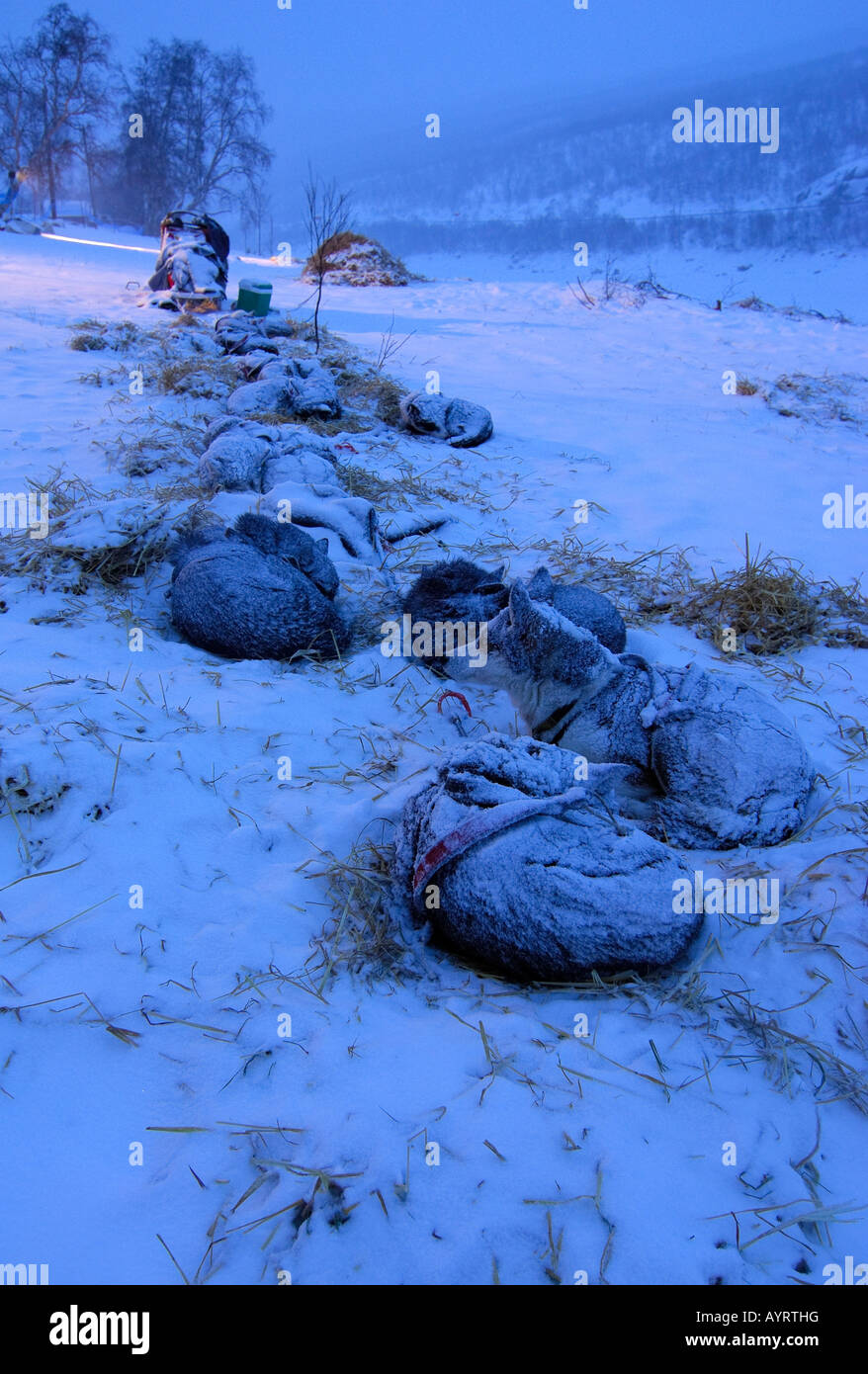 Coperte di neve slitta trainata da cani team (slitte trainate da cani) all'alba, Finnmark, Norvegia e Scandinavia Foto Stock