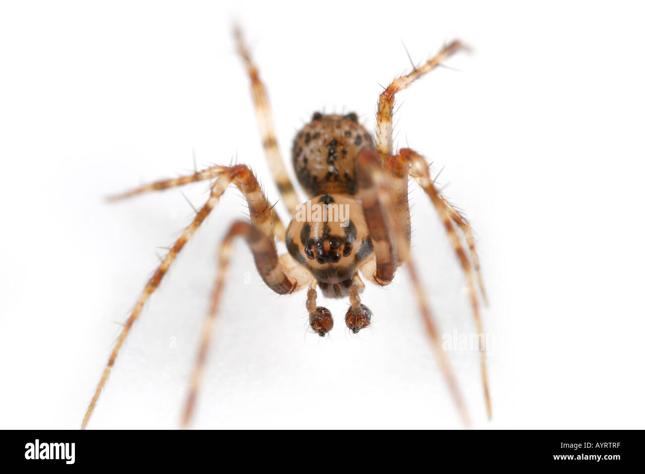Ero furcata, un pirata spider che invade altri ragni reti e li hanno come loro preda Foto Stock