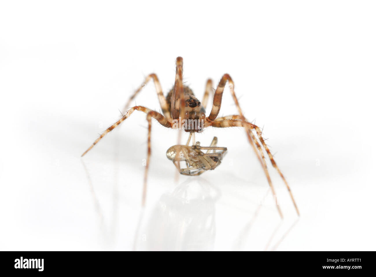 Ero furcata, un pirata spider che invade altri ragni reti e li hanno come loro preda. Foto Stock