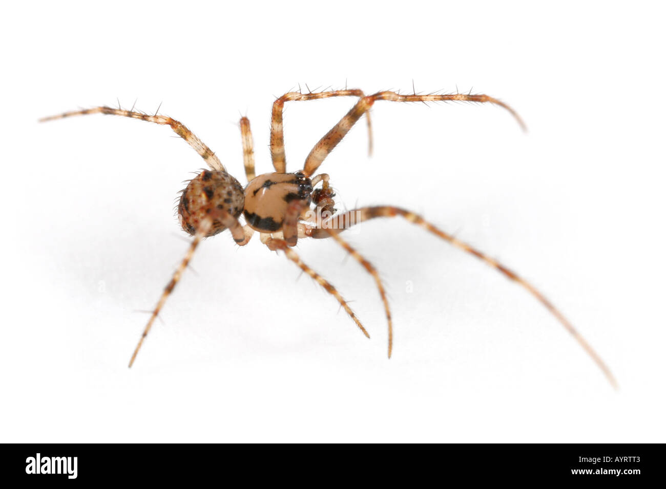 Ero furcata, un pirata spider che invade altri ragni reti e li hanno come loro preda Foto Stock