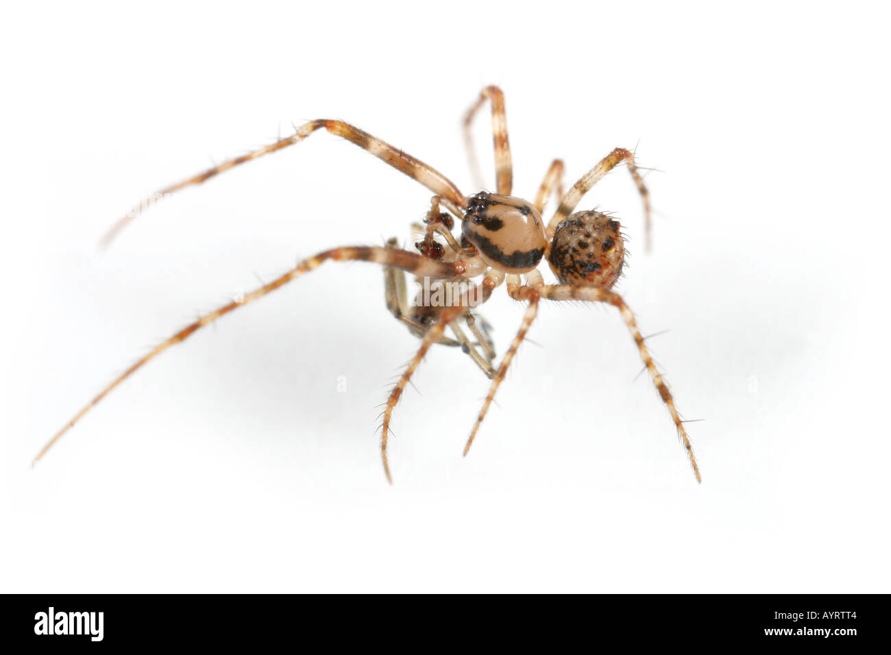 Ero furcata, un pirata spider che invade altri ragni reti e li hanno come loro preda. Foto Stock