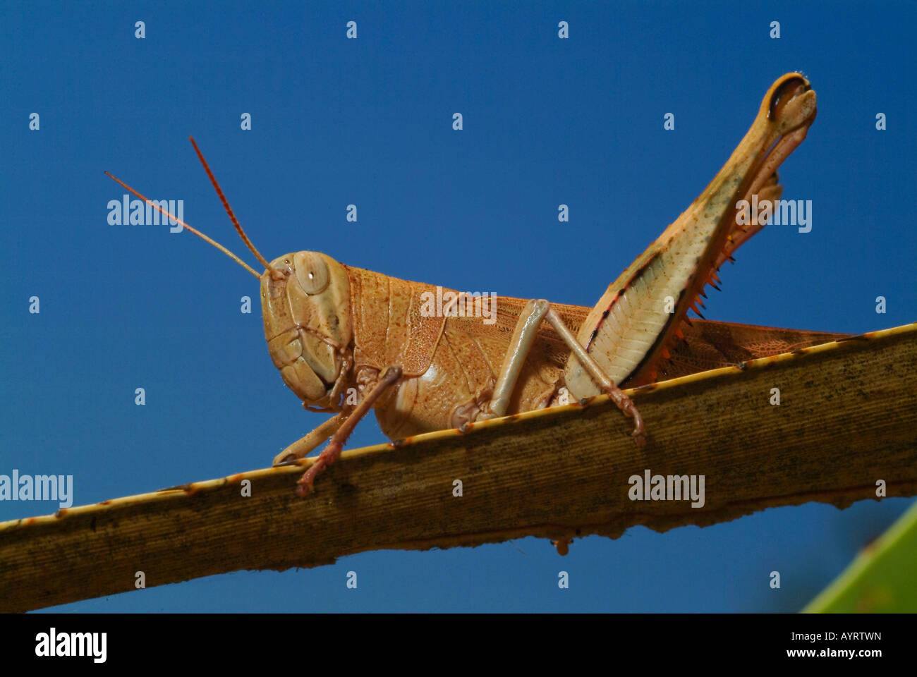 Locust (Acrididae) appollaiato su un ramo, il Parco Nazionale Kakadu, Northern Territory, Australien Foto Stock