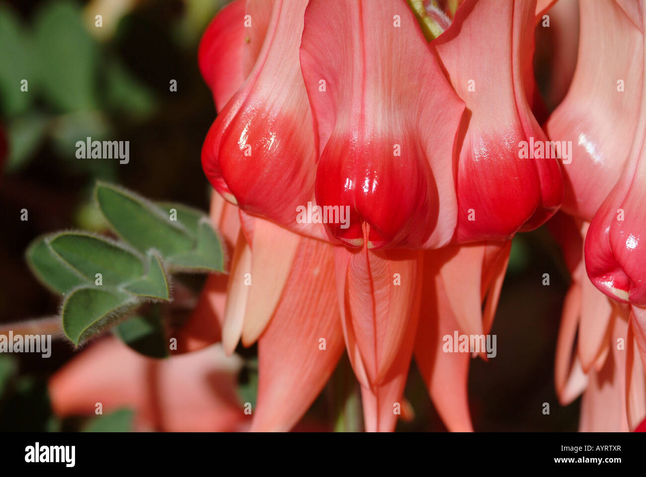 La Sturt Desert Pea (Swainsona formosa), rosa, Australia Foto Stock