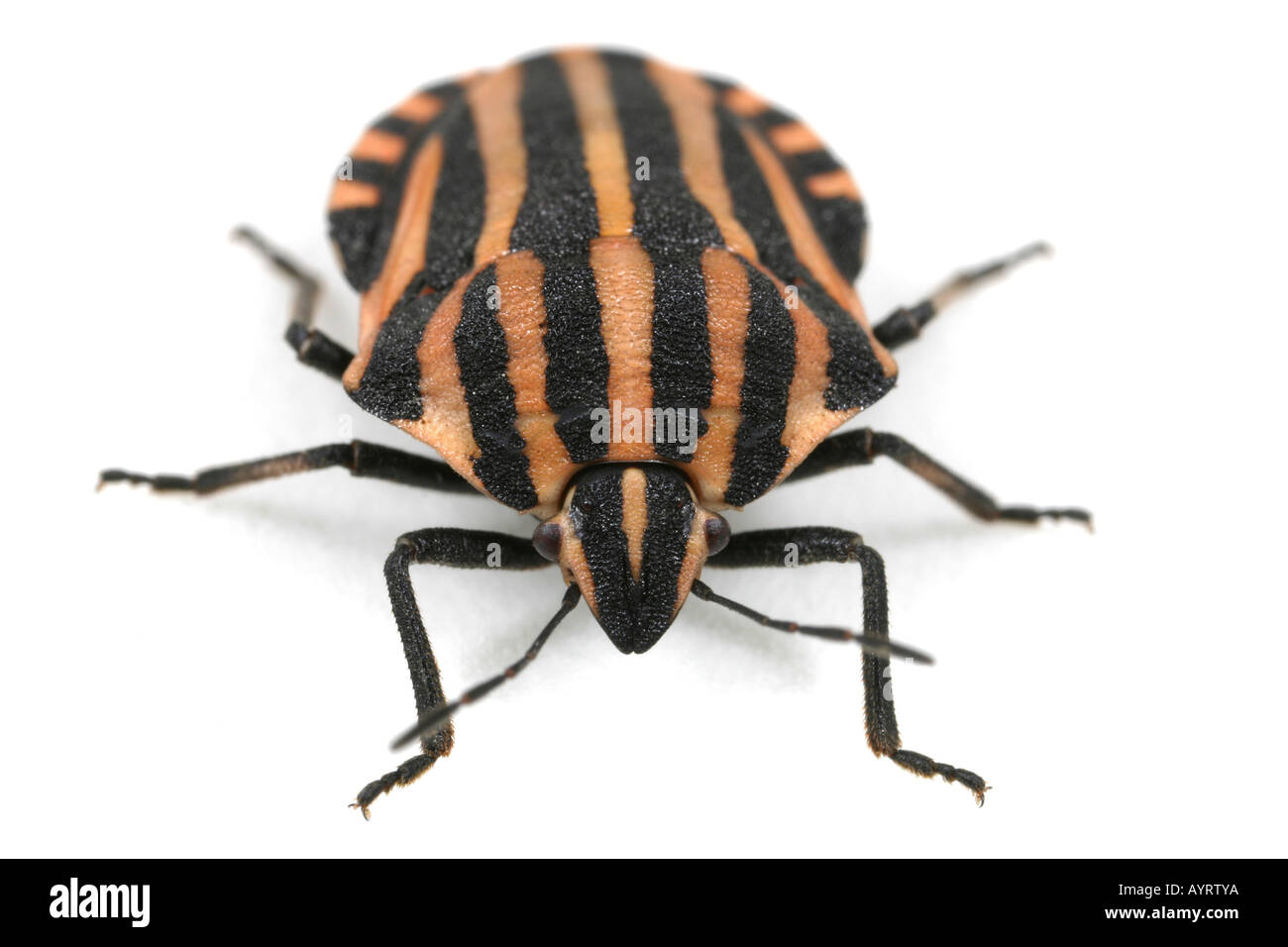 Testa sulla vista di un scudo striato Bug, Graphosoma lineatum su sfondo bianco Foto Stock