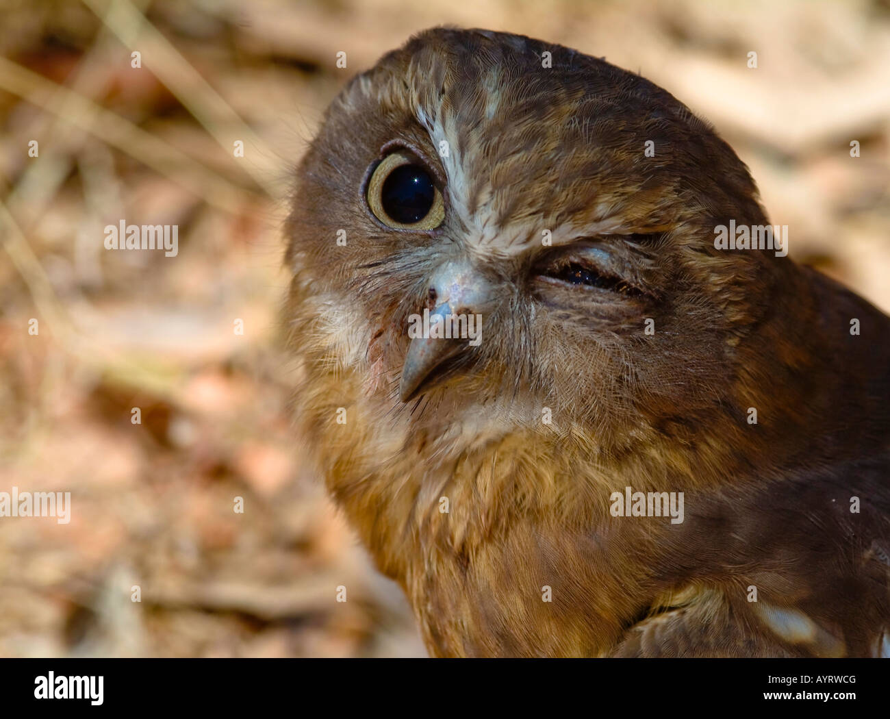 Ritratto di un Wood-Owl (Strix) con un occhio di riguardo al pregiudizio,  infezione Foto stock - Alamy