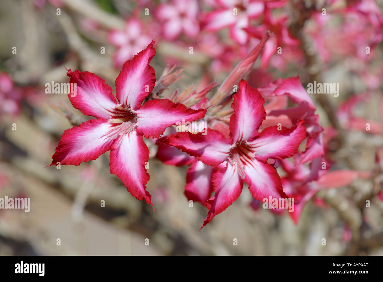 Rosa del Deserto, Sabi Star o Kudu (Adenium obesum) Foto Stock