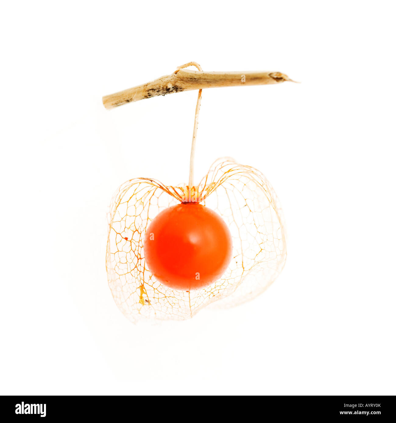 Lanterna cinese o ciliegio della vescica (Physalis alkekengi), appassiti corpo fruttifero Foto Stock